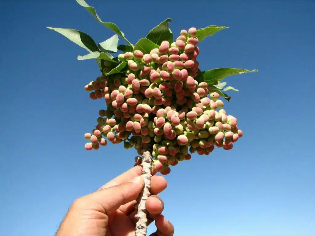 بنه کوهی یک میان‌وعده‌ی سالم، یک افزودنی ارزشمند برای غذا، و یک داروی طبیعی برای حفظ سلامت شماست. با خرید از فروشگاه ما، نه‌تنها از خواص بی‌نظیر این محصول بهره‌مند می‌شوید، بلکه از کشاورزی پایدار، جنگل‌های زاگرس، و زندگی روستایی حمایت می‌کنید.