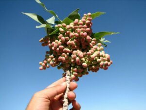 بنه کوهی یک میان‌وعده‌ی سالم، یک افزودنی ارزشمند برای غذا، و یک داروی طبیعی برای حفظ سلامت شماست. با خرید از فروشگاه ما، نه‌تنها از خواص بی‌نظیر این محصول بهره‌مند می‌شوید، بلکه از کشاورزی پایدار، جنگل‌های زاگرس، و زندگی روستایی حمایت می‌کنید.