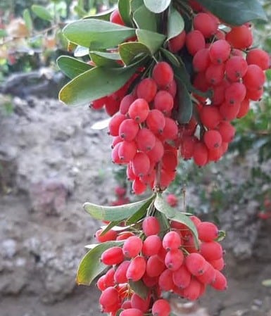 زرشک Ù
ستÙÛÙ
از باغ