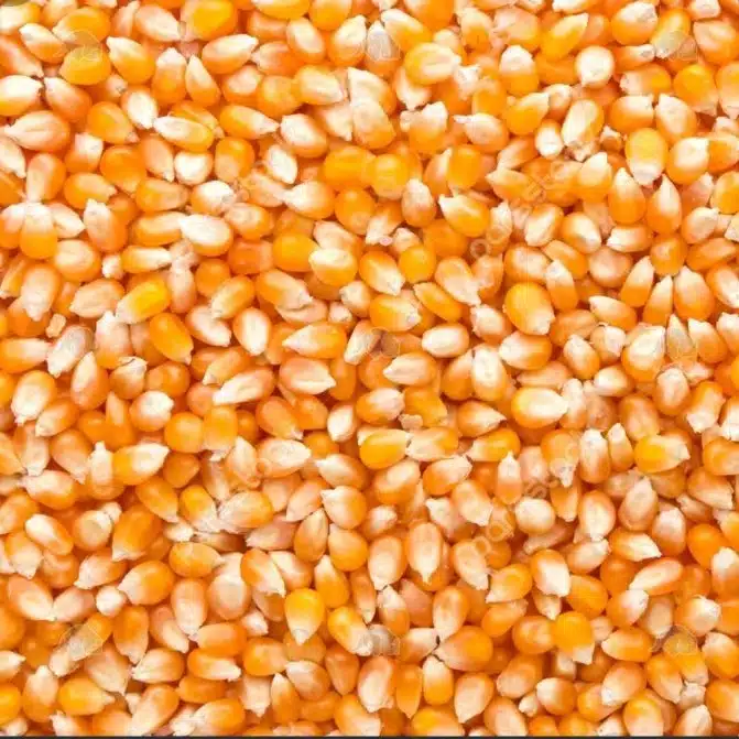 ذرت عمده با کیفیت بالا